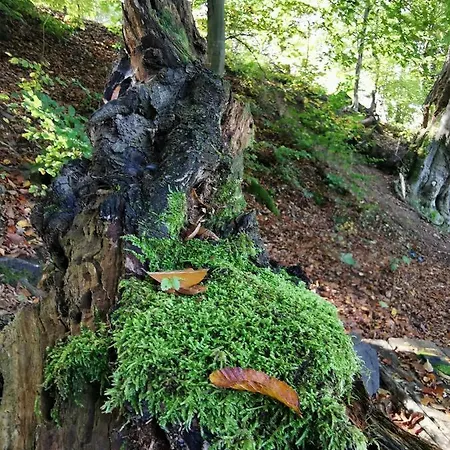 Karancsvölgyi Karancsbereny