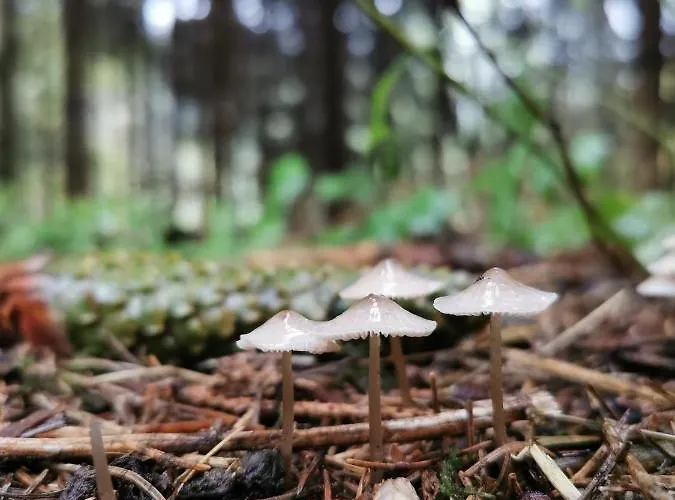 Karancsvoelgyi Pihenohaz Apartament Karancsbereny